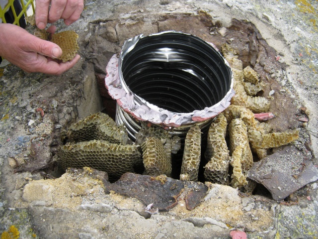 Honey bees taken out of chimney ready for installation of new liner