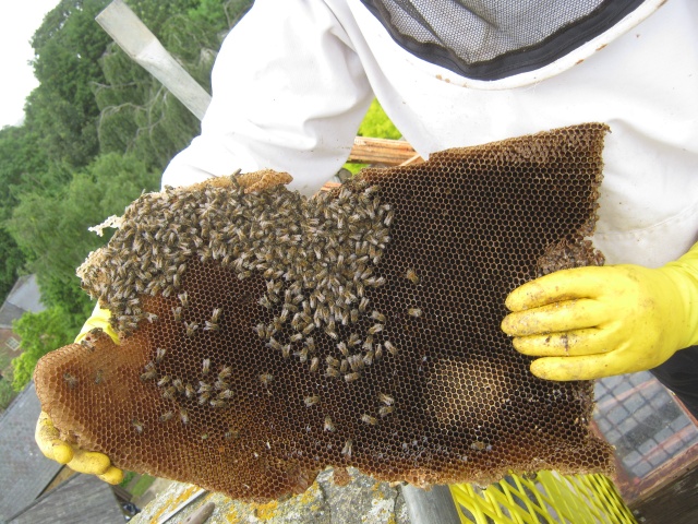 Bees being removed from around chimney liner during woodburner installation.