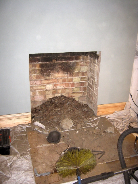 Chimney cleaned and nest removed by Fotheringhay Woodburners registered sweep
